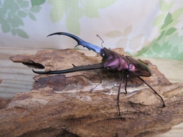 画像1: パープル血統☆ペレメタ☆メタリフェルホソアカクワガタ♂82ミリ♀24ミリ新成虫ペア販売！！ (1)