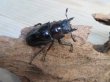 画像4: ☆新成虫☆ギラファノコギリクワガタ（亜種ニシカワイ）♂91ミリ♀45ミリペア販売！！ (4)
