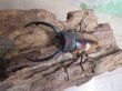 画像2: ☆新成虫☆ファブリースノコギリクワガタ（亜種タカクワイ）♂63ミリ♀36ミリペア販売！！ (2)