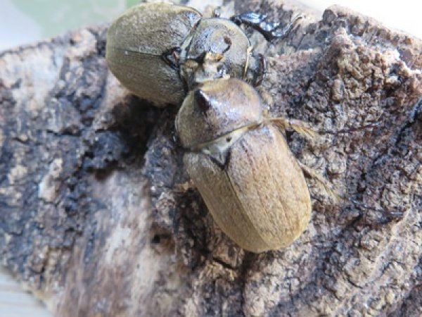 画像2: ☆新成虫☆ヨルゲンセンヒメゾウカブト（原名亜種）♂35ミリ♀35ミリペア販売！！ (2)