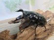 画像1: ☆新成虫☆レギウスオオツヤクワガタ♂79ミリ♀44ミリペア＋♀44ミリ計3頭のトリオ販売！！ (1)