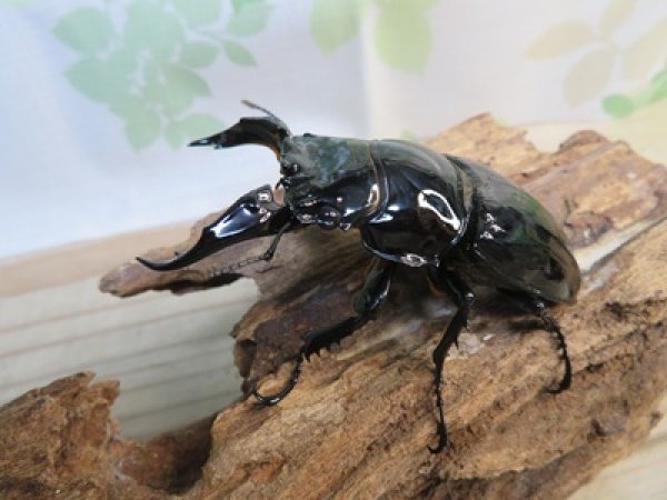 画像1: ☆新成虫☆レギウスオオツヤクワガタ♂79ミリ♀44ミリペア＋♀44ミリ計3頭のトリオ販売！！ (1)