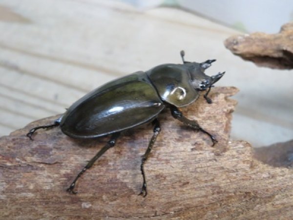 画像4: ☆美麗種☆ババオウゴンオニクワガタ♂49ミリ♀43ミリ新成虫ペア販売！！ (4)