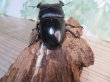 画像3: ☆WF3☆ダイオウヒラタクワガタ♂80ミリ♀47ミリ新成虫ペア販売！！ (3)
