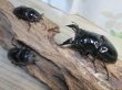 画像5: ☆新成虫☆レギウスオオツヤクワガタ♂79ミリ♀44ミリペア＋♀44ミリ計3頭のトリオ販売！！ (5)