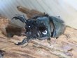 画像2: ☆新成虫☆レギウスオオツヤクワガタ♂79ミリ♀44ミリペア＋♀44ミリ計3頭のトリオ販売！！ (2)