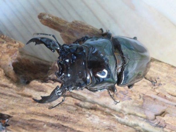 画像2: ☆新成虫☆レギウスオオツヤクワガタ♂79ミリ♀44ミリペア＋♀44ミリ計3頭のトリオ販売！！ (2)