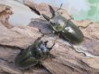 画像5: ☆美麗種☆ババオウゴンオニクワガタ♂49ミリ♀43ミリ新成虫ペア販売！！ (5)