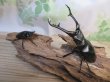 画像5: ☆大型新成虫☆ギラファノコギリクワガタ（亜種ケイスケ）♂107ミリ♀51ミリペア販売！！ (5)