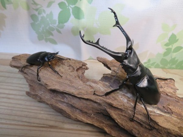 画像5: ☆大型新成虫☆ギラファノコギリクワガタ（亜種ケイスケ）♂107ミリ♀51ミリペア販売！！ (5)
