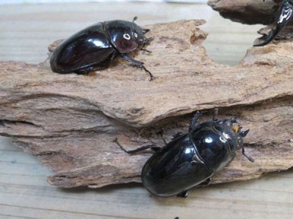 画像4: ☆新成虫☆レギウスオオツヤクワガタ♂79ミリ♀44ミリペア＋♀44ミリ計3頭のトリオ販売！！ (4)