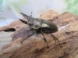 画像1: ☆美麗種☆ババオウゴンオニクワガタ♂49ミリ♀43ミリ新成虫ペア販売！！ (1)