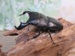 画像1: ☆WF3☆ダイオウヒラタクワガタ♂80ミリ♀46ミリ新成虫ペア販売！！ (1)