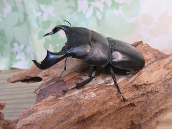 画像1: ☆WF3☆ダイオウヒラタクワガタ♂80ミリ♀46ミリ新成虫ペア販売！！ (1)