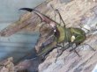 画像2: ☆新成虫☆メタリフェルホソアカクワガタ（サンギレンシス）♂63ミリ♀フリーサイズペア販売！！ (2)