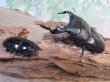 画像5: ☆WF3☆ダイオウヒラタクワガタ♂80ミリ♀46ミリ新成虫ペア販売！！ (5)