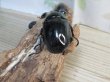 画像3: ☆新成虫☆レギウスオオツヤクワガタ♂79ミリ♀44ミリペア＋♀44ミリ計3頭のトリオ販売！！ (3)