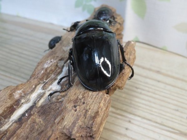 画像3: ☆新成虫☆レギウスオオツヤクワガタ♂79ミリ♀44ミリペア＋♀44ミリ計3頭のトリオ販売！！ (3)