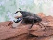画像1: ☆WF3☆ダイオウヒラタクワガタ♂80ミリ♀47ミリ新成虫ペア販売！！ (1)