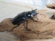 画像4: ☆大型新成虫☆ギラファノコギリクワガタ（亜種ケイスケ）♂107ミリ♀51ミリペア販売！！ (4)