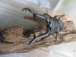 画像2: ☆大型新成虫☆ギラファノコギリクワガタ（亜種ケイスケ）♂107ミリ♀51ミリペア販売！！ (2)