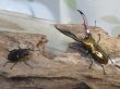 画像5: ☆新成虫☆メタリフェルホソアカクワガタ（サンギレンシス）♂63ミリ♀フリーサイズペア販売！！ (5)
