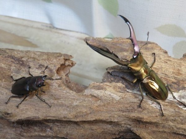 画像5: ☆新成虫☆メタリフェルホソアカクワガタ（サンギレンシス）♂63ミリ♀フリーサイズペア販売！！ (5)