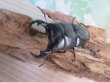 画像2: ☆WF3☆ダイオウヒラタクワガタ♂80ミリ♀47ミリ新成虫ペア販売！！ (2)