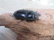 画像4: ☆WF3☆ダイオウヒラタクワガタ♂80ミリ♀46ミリ新成虫ペア販売！！ (4)