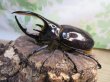 画像1: ☆人気種☆ネプチューンオオカブト♂90ミリ♀69ミリ新成虫ペア販売！！ (1)