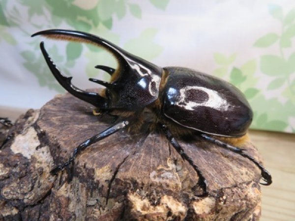 画像1: ☆人気種☆ネプチューンオオカブト♂90ミリ♀69ミリ新成虫ペア販売！！ (1)