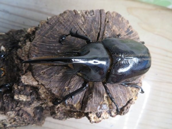 画像2: ☆人気種☆ネプチューンオオカブト♂90ミリ♀69ミリ新成虫ペア販売！！ (2)