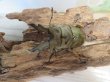 画像2: ☆美麗新成虫☆ババオウゴンオニクワガタ♂64ミリ♀42ミリペア＋♀41ミリの計3頭トリオ販売！！ (2)