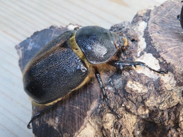 画像4: ☆人気種☆ネプチューンオオカブト♂90ミリ♀69ミリ新成虫ペア販売！！ (4)