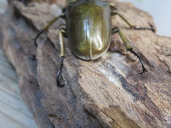 画像3: ☆美麗新成虫☆ババオウゴンオニクワガタ♂69ミリ♀43ミリペア＋♀43ミリの計3頭トリオ販売！！ (3)