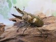 画像1: ☆美麗新成虫☆ババオウゴンオニクワガタ♂64ミリ♀42ミリペア＋♀41ミリの計3頭トリオ販売！！ (1)