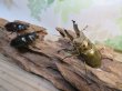 画像5: ☆美麗新成虫☆ババオウゴンオニクワガタ♂64ミリ♀42ミリペア＋♀41ミリの計3頭トリオ販売！！ (5)