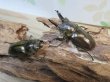 画像5: タイ産☆美麗新成虫☆ババオウゴンオニクワガタ♂61ミリ♀44ミリペア販売！！ (5)