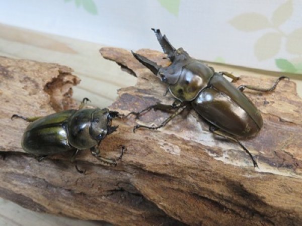 画像5: タイ産☆美麗新成虫☆ババオウゴンオニクワガタ♂61ミリ♀44ミリペア販売！！ (5)