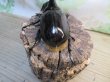 画像3: ☆人気種☆ネプチューンオオカブト♂90ミリ♀69ミリ新成虫ペア販売！！ (3)