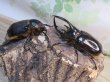 画像5: ☆人気種☆ネプチューンオオカブト♂90ミリ♀69ミリ新成虫ペア販売！！ (5)