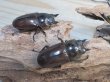 画像4: ☆美麗新成虫☆ババオウゴンオニクワガタ♂69ミリ♀43ミリペア＋♀43ミリの計3頭トリオ販売！！ (4)