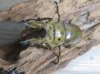 画像2: ☆美麗新成虫☆ババオウゴンオニクワガタ♂69ミリ♀43ミリペア＋♀43ミリの計3頭トリオ販売！！ (2)