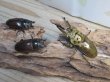 画像5: ☆美麗新成虫☆ババオウゴンオニクワガタ♂69ミリ♀43ミリペア＋♀43ミリの計3頭トリオ販売！！ (5)