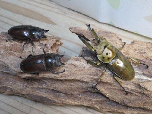 画像5: ☆美麗新成虫☆ババオウゴンオニクワガタ♂69ミリ♀43ミリペア＋♀43ミリの計3頭トリオ販売！！ (5)