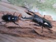 画像5: ☆新成虫☆ギラファノコギリクワガタ（亜種ニシカワイ）♂94ミリ♀48ミリペア販売！！ (5)
