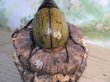 画像3: ☆オークス血統☆D.H.ヘラクレス♂144ミリ♀62ミリペア販売！！ (3)