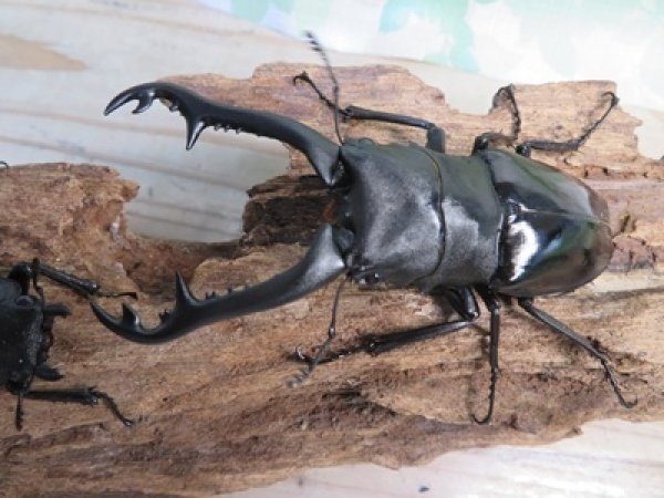 画像2: ☆新成虫☆ギラファノコギリクワガタ（亜種ニシカワイ）♂94ミリ♀48ミリペア販売！！ (2)