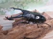 画像1: ☆新成虫☆ギラファノコギリクワガタ（亜種ニシカワイ）♂94ミリ♀48ミリペア販売！！ (1)