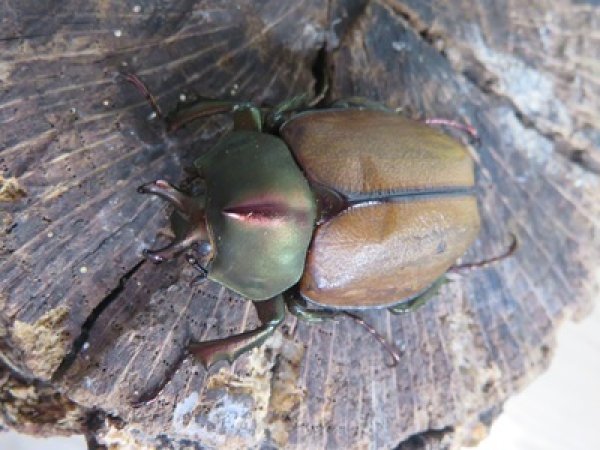 画像2: ☆新成虫☆マルガリータヒナカブト（オオカラカネヒナカブト）♂38ミリ♀40ミリペア販売！！ (2)